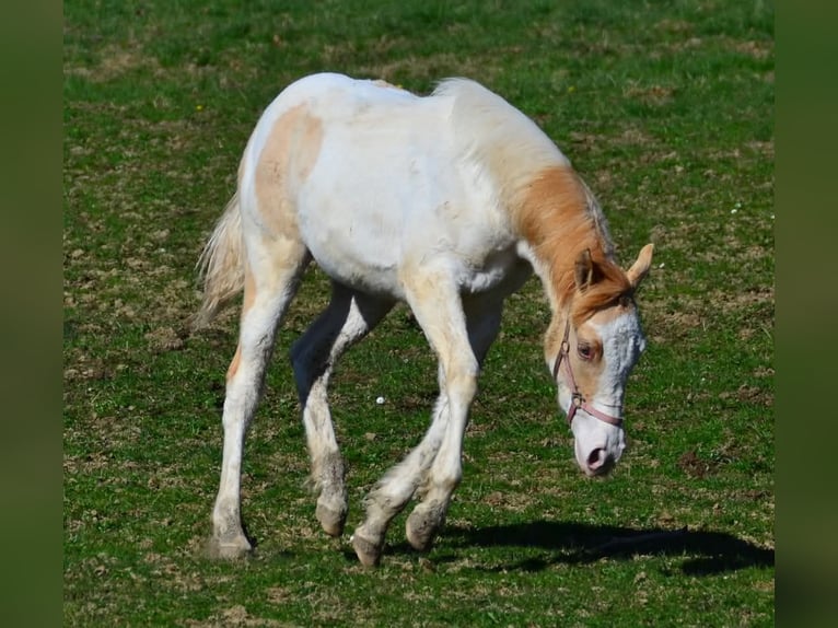 Paint Horse Mare 1 year 15 hh in Buchbach