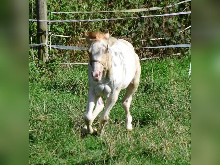 Paint Horse Mare 1 year 15 hh in Buchbach
