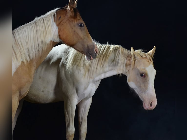 Paint Horse Mare 1 year 15 hh in Buchbach