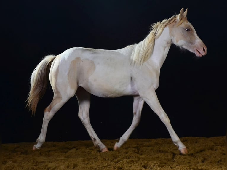 Paint Horse Mare 1 year 15 hh in Buchbach