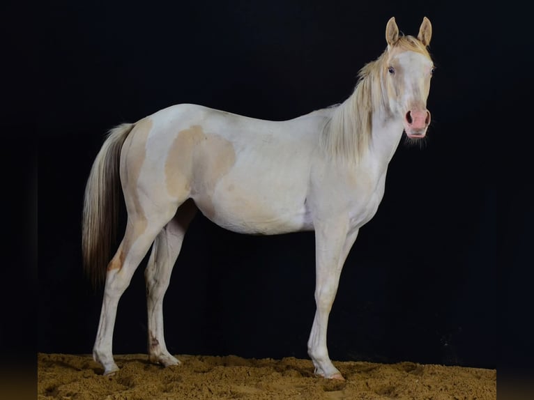 Paint Horse Mare 1 year 15 hh in Buchbach