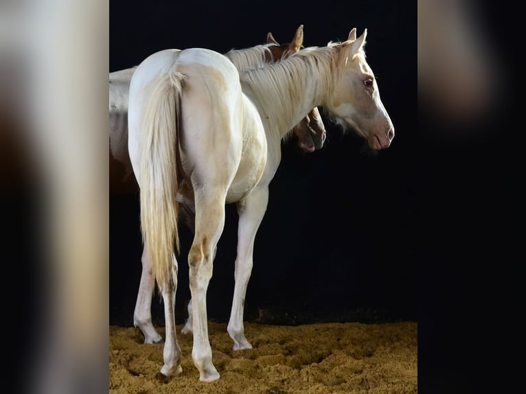 Paint Horse Mare 1 year 15 hh in Buchbach