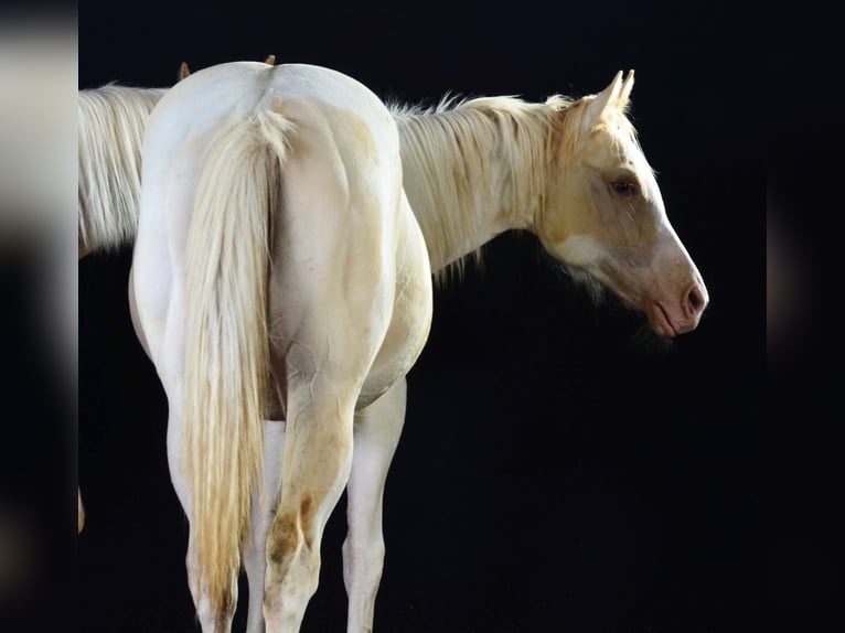 Paint Horse Mare 1 year 15 hh in Buchbach