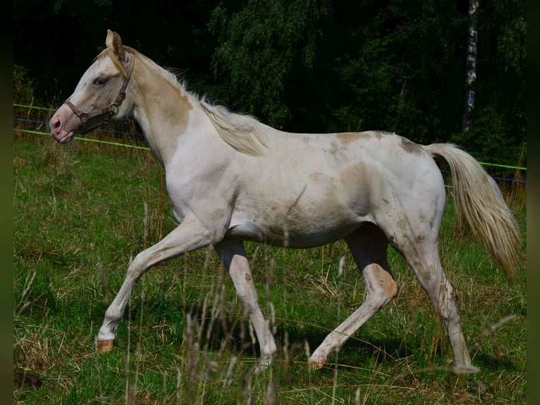 Paint Horse Mare 1 year 15 hh in Buchbach