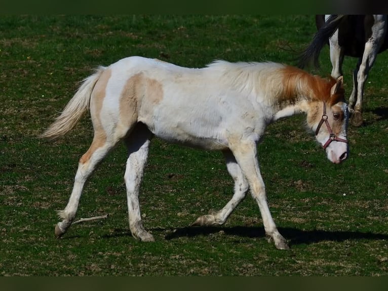 Paint Horse Mare 1 year 15 hh in Buchbach