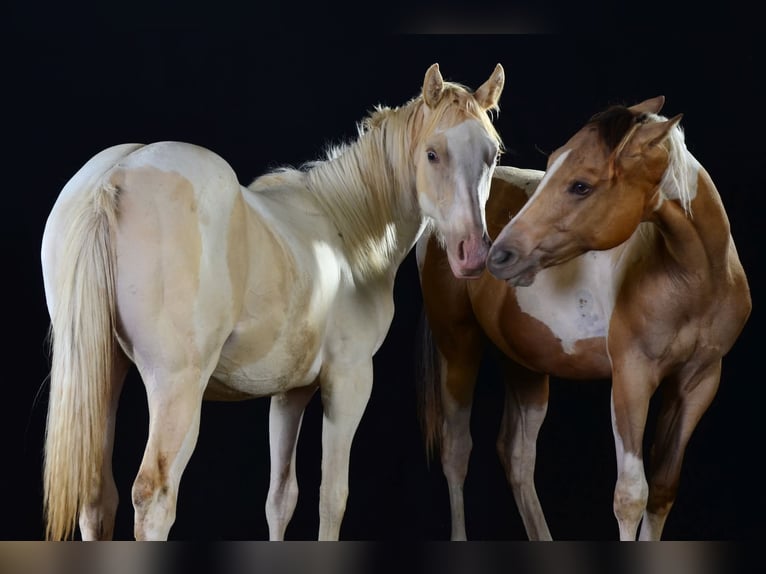 Paint Horse Mare 1 year 15 hh in Buchbach