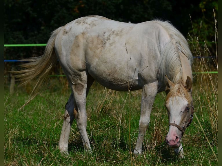 Paint Horse Mare 1 year 15 hh in Buchbach