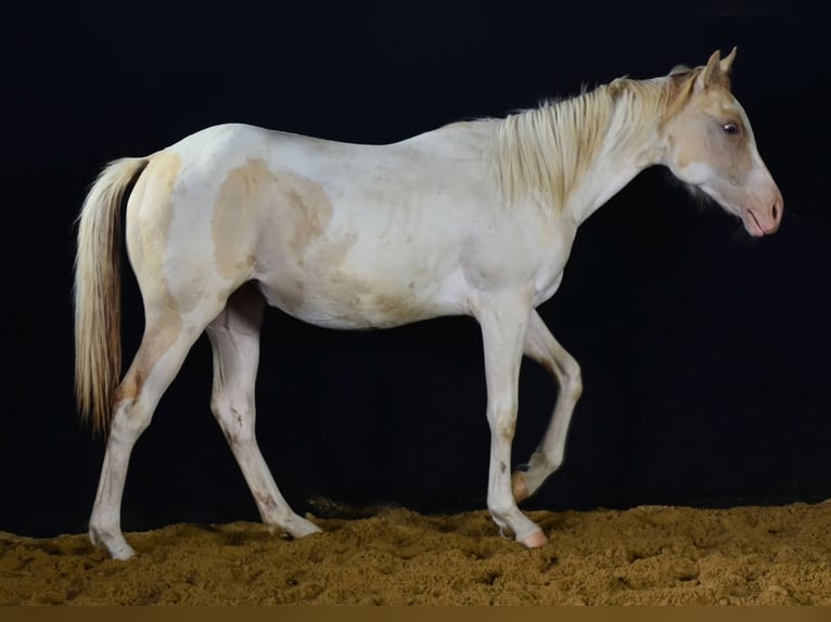 Paint Horse Mare 1 year 15 hh in Buchbach