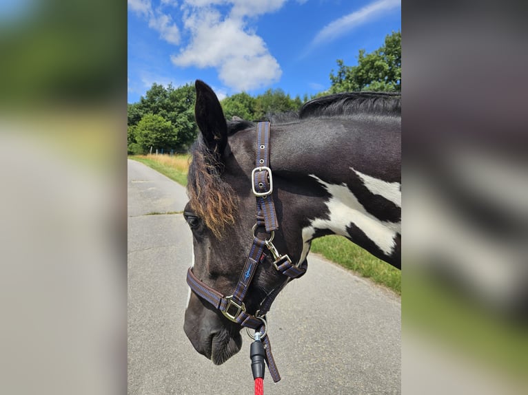 Paint Horse Mix Mare 1 year 15,1 hh Pinto in Simmerath