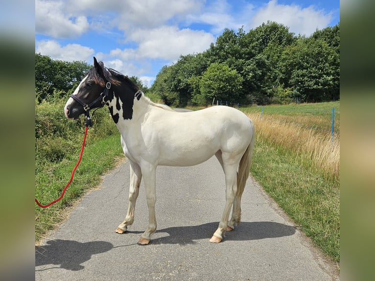 Paint Horse Mix Mare 1 year 15,1 hh Pinto in Simmerath