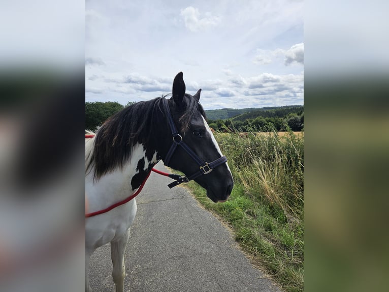 Paint Horse Mix Mare 1 year 15,1 hh Pinto in Simmerath
