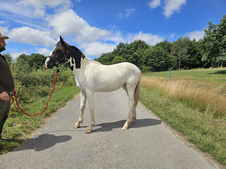Paint Horse Mix Mare 1 year 15,1 hh Pinto in Simmerath