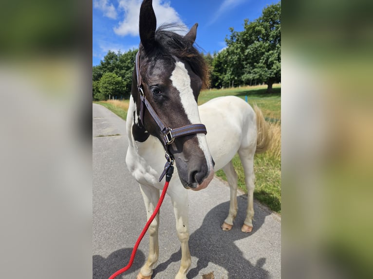 Paint Horse Mix Mare 1 year 15,1 hh Pinto in Simmerath