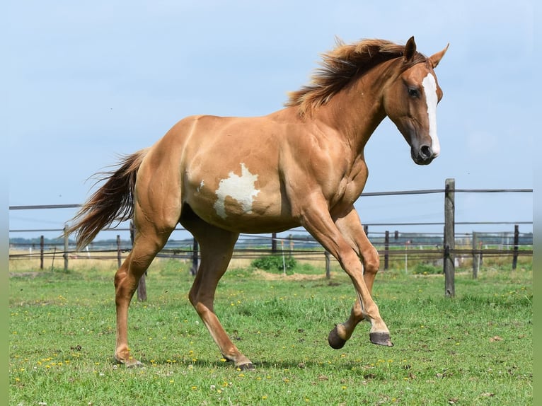 Paint Horse Mare 1 year 15,1 hh Red Dun in Dedemsvaart