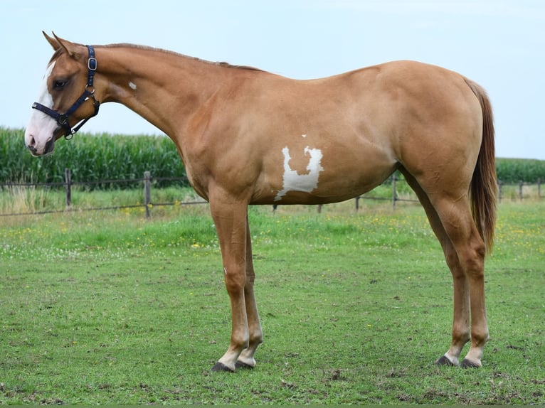Paint Horse Mare 1 year 15,1 hh Red Dun in Dedemsvaart