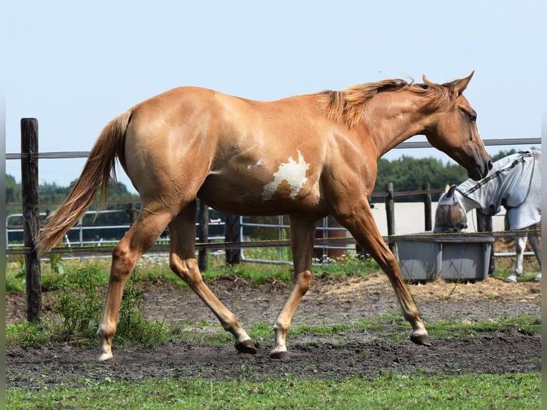 Paint Horse Mare 1 year 15,1 hh Red Dun in Dedemsvaart