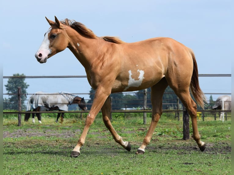Paint Horse Mare 1 year 15,1 hh Red Dun in Dedemsvaart
