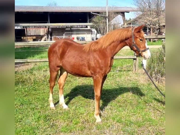 Paint Horse Mare 1 year Chestnut-Red in Palmanova