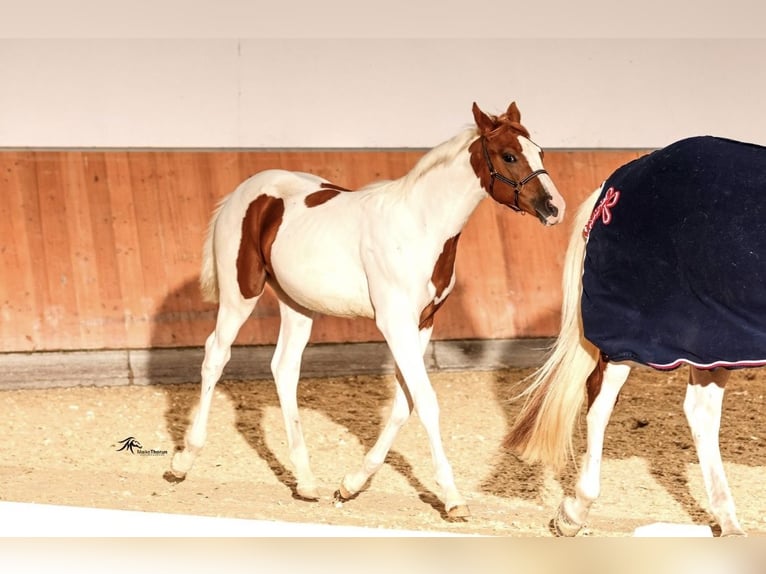 Paint Horse Mare 1 year Overo-all-colors in Schrozberg