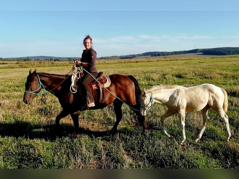 Paint Horse Mare 1 year Pinto in Oelsnitz