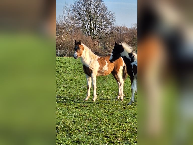 Paint Horse Mare 1 year Tobiano-all-colors in Gavere