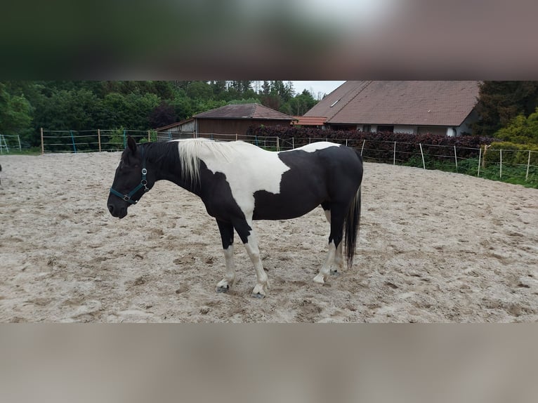 Paint Horse Mix Mare 21 years 15,1 hh Pinto in Warstein