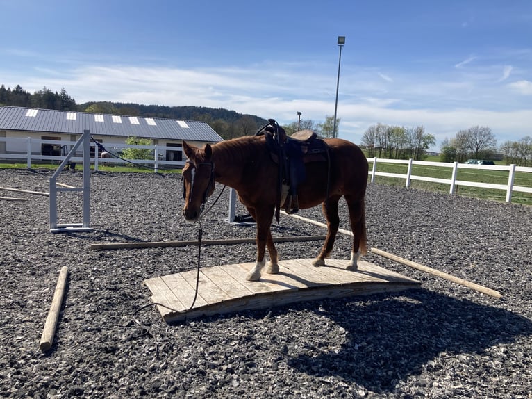 Paint Horse Mare 22 years 14,2 hh Chestnut-Red in Freystadt