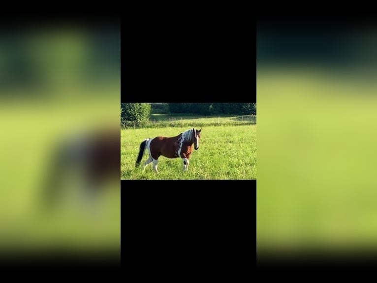 Paint Horse Mix Mare 22 years 14,2 hh Pinto in Modautal