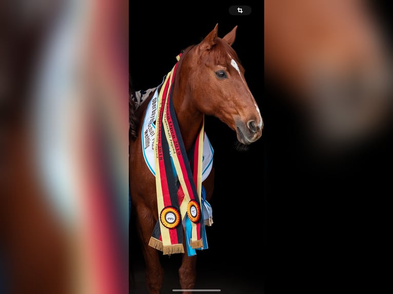 Paint Horse Mare 23 years 14,3 hh Chestnut-Red in M&#xFC;nchen