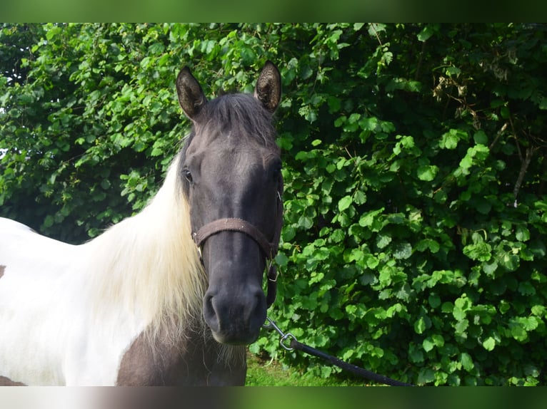 Paint Horse Mare 2 years 13,3 hh Grullo in Ahorn