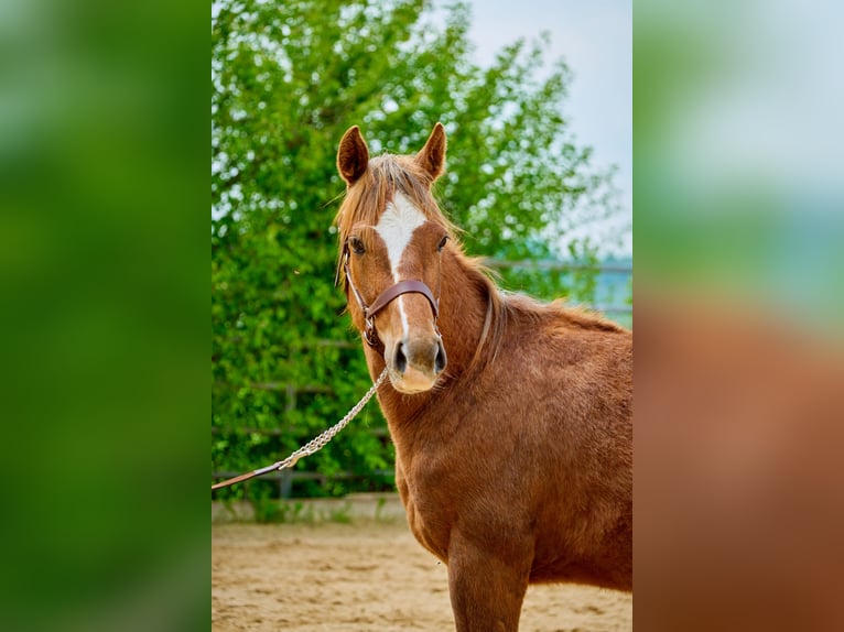 Paint Horse Mare 2 years 14,2 hh Chestnut-Red in Eggenthal