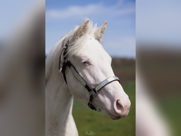 Paint Horse Mare 2 years 14,2 hh Overo-all-colors in Essen