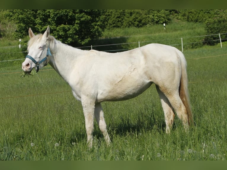 Paint Horse Mare 2 years 14,2 hh Overo-all-colors in Warburg