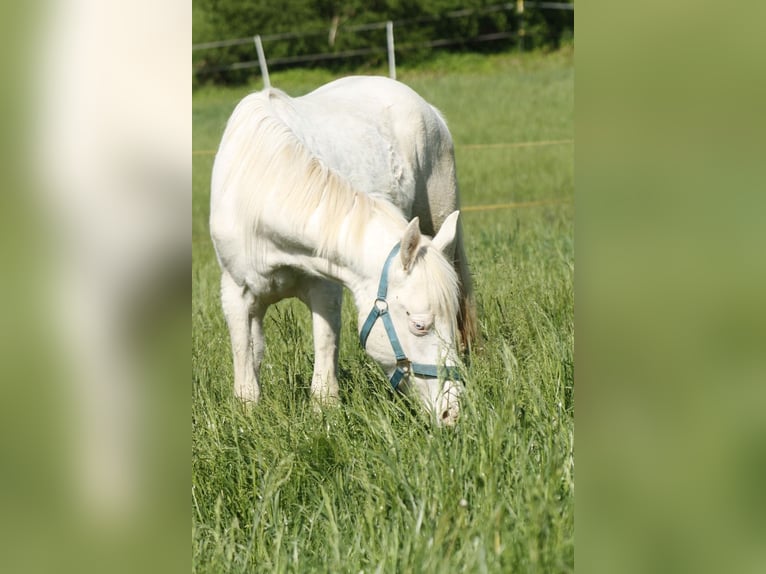 Paint Horse Mare 2 years 14,2 hh Overo-all-colors in Warburg