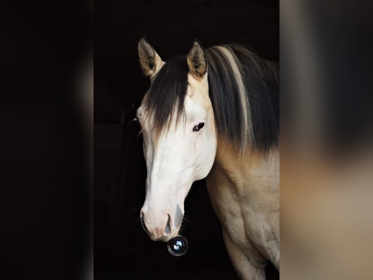 Paint Horse Mare 2 years 14,2 hh Overo-all-colors in Warburg