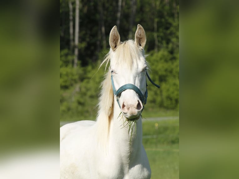 Paint Horse Mare 2 years 14,2 hh Overo-all-colors in Warburg