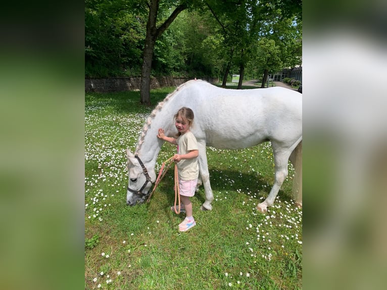 Paint Horse Mix Mare 2 years 14,2 hh Pinto in Kirchheimbolanden