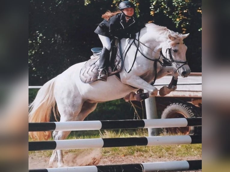 Paint Horse Mix Mare 2 years 14,2 hh Pinto in Kirchheimbolanden