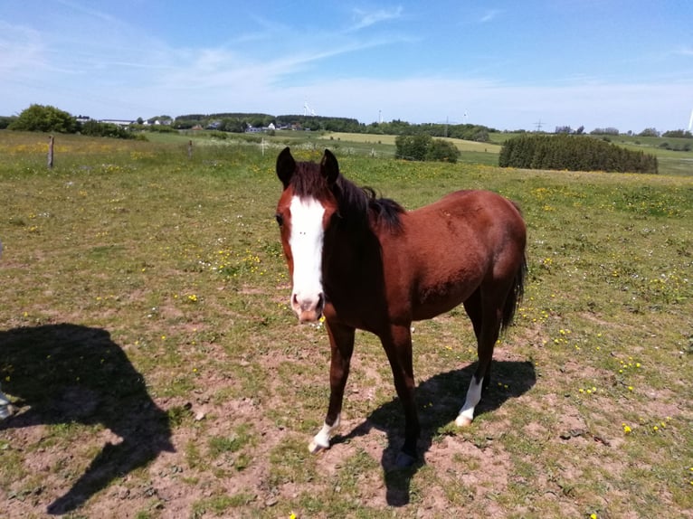 Paint Horse Mare 2 years 14,2 hh Smoky-Black in Hellenthal