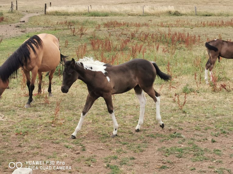 Paint Horse Mare 2 years 14,2 hh Tobiano-all-colors in betteldorf