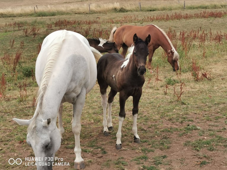 Paint Horse Mare 2 years 14,2 hh Tobiano-all-colors in betteldorf