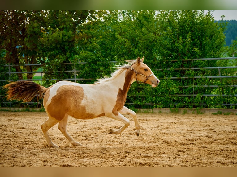 Paint Horse Mare 2 years 14,2 hh Tobiano-all-colors in Eggenthal
