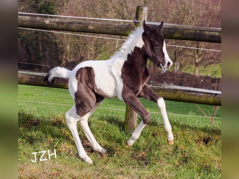 Paint Horse Mare 2 years 14,2 hh in Düsseldorf