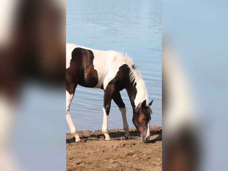 Paint Horse Mare 2 years 14,2 hh in Düsseldorf