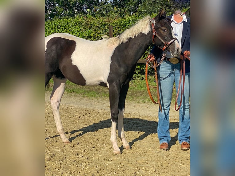 Paint Horse Mare 2 years 14,2 hh in Düsseldorf