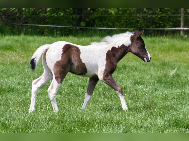 Paint Horse Mare 2 years 14,2 hh in Düsseldorf