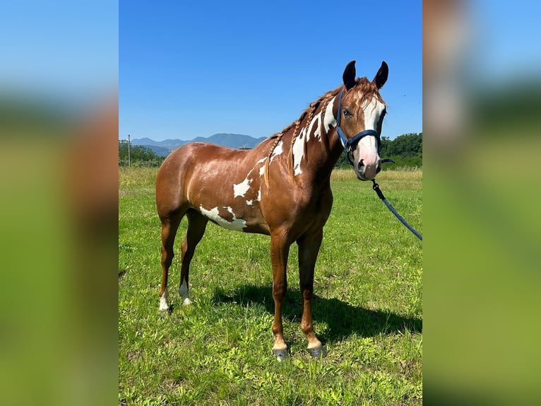 Paint Horse Mare 2 years 14,3 hh Overo-all-colors in schinveld