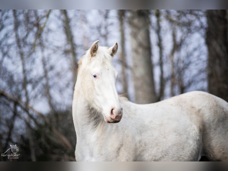 Paint Horse Mare 2 years 14,3 hh Pinto in Danstedt