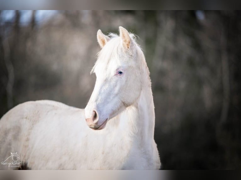 Paint Horse Mare 2 years 14,3 hh Pinto in Danstedt