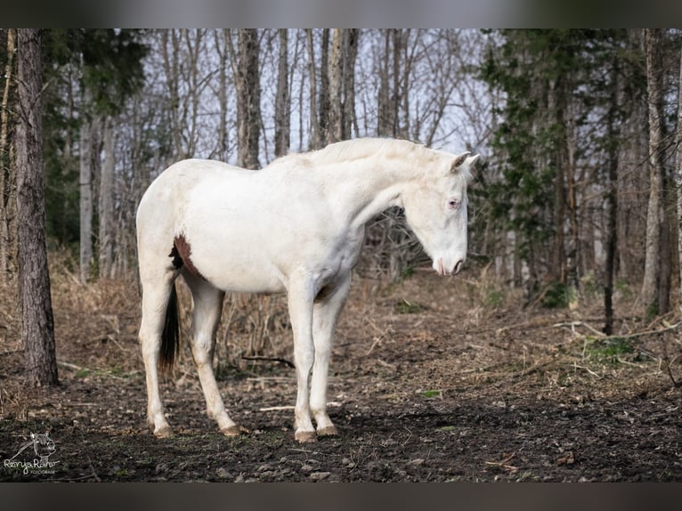 Paint Horse Mare 2 years 14,3 hh Pinto in Danstedt